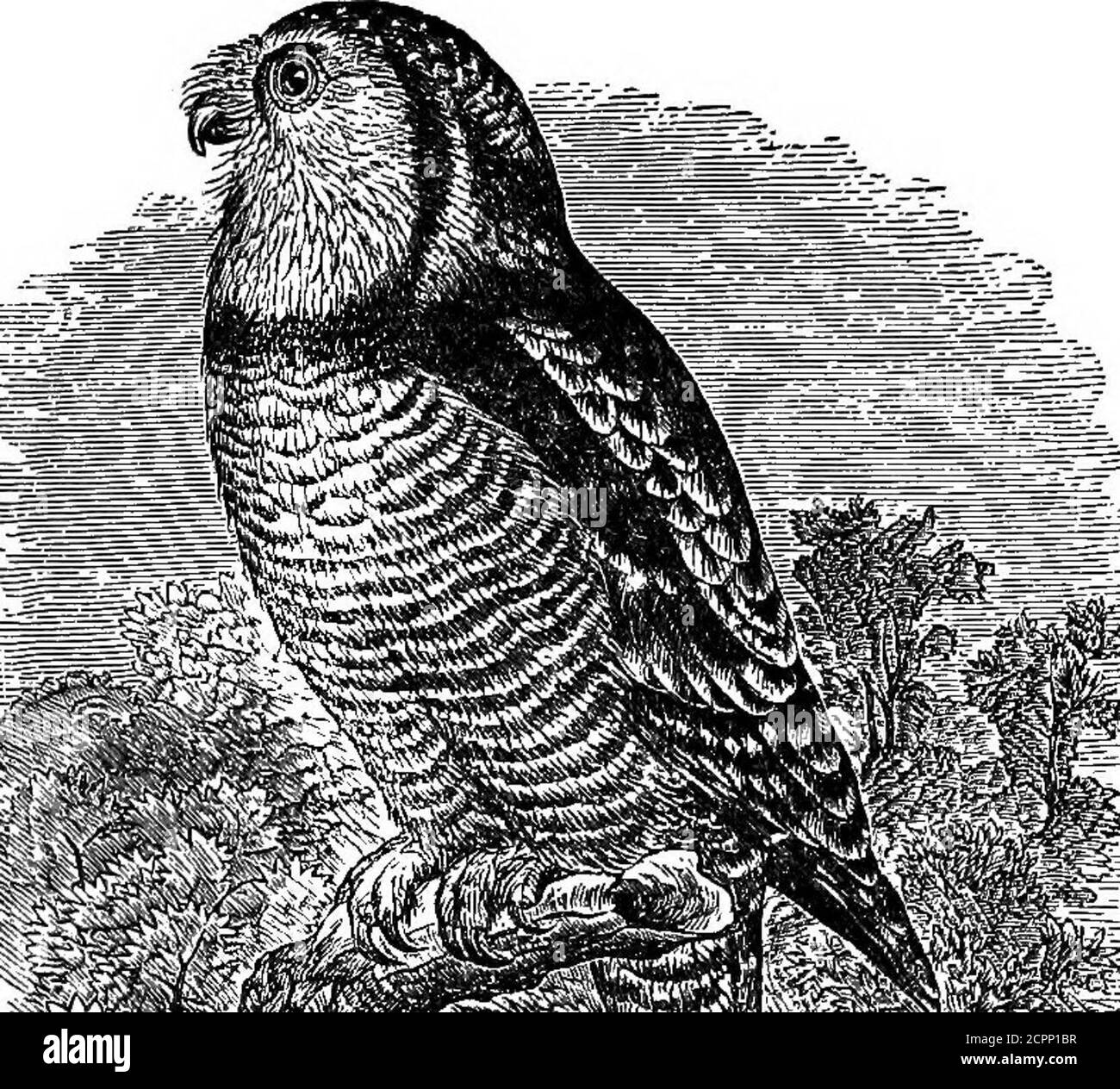 . Our birds in their haunts : a popular treatise on the birds of eastern North America . I HAWK OWL. OUR BIRDS IN THKIR HAUNTS A POPULAR TREATISE ON THE BIRDS OFEASTERN NORTH AMERICA. BY REV. J. HIBBERT LANGILLE, M. A. ■^How pleasant the life of a bird must be.Flitting about in each leafy tree;In the leafy trees, so broad and tall.Like a green and beautiful Palace hall,With its airy chambers^ light and boon.That open to sun, and stars and moon.That open into the bright blue sky,And the frolicksome winds as they wander by. Mary Howitt. NEW YORK: ORANGE JUDD CO.1892. [,%n^^ Entered, according Stock Photo