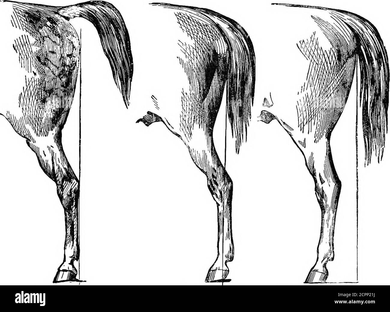 . The uses of Elliman's embrocation for horses, dogs, birds, cattle