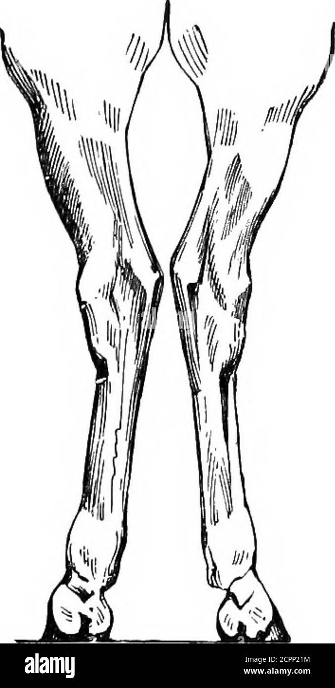 . The uses of Elliman's embrocation for horses, dogs, birds, cattle Stock Photo Alamy