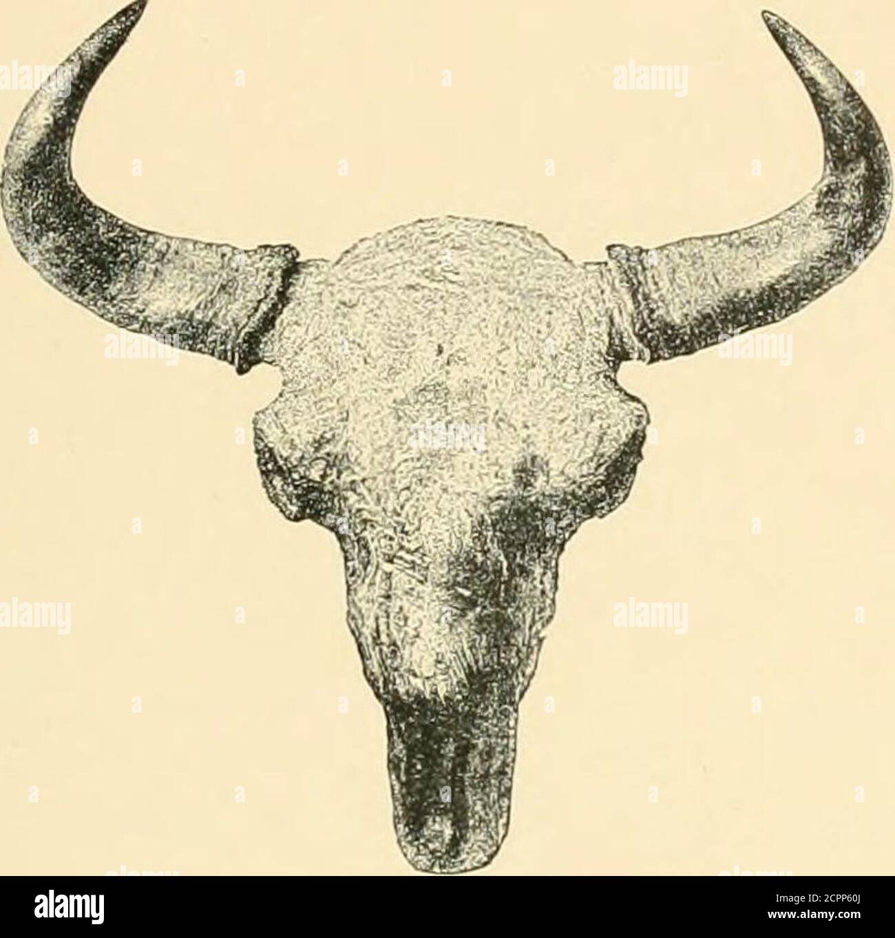 Wild oxen, sheep & goats of all lands, living and extinct . EUROPEAN BISON. PtiiUshed. hyRowlandWardLtd European Bison 65 Bos blson^ H. Smith, in Griffiths Aninuil Kingdom^ vol. iv. p. 398 ( Wild oxen, sheep & goats of all lands, living and extinct . EUROPEAN BISON. PtiiUshed. hyRowlandWardLtd European Bison 65 Bos blson^ H. Smith, in Griffiths Aninuil Kingdom^ vol. iv. p. 398 (