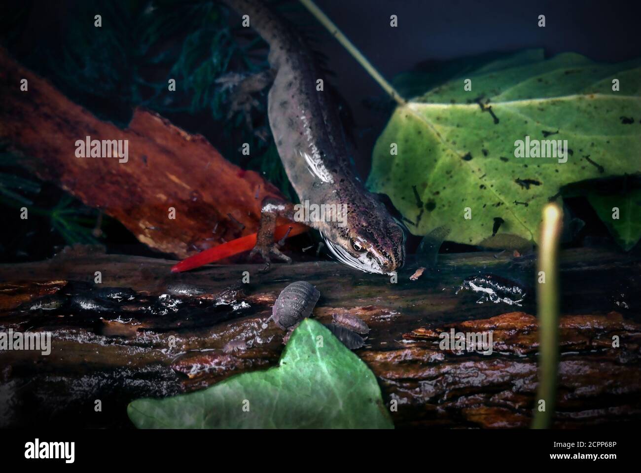 Smooth Newt also known as the Common Newt Thaxted Essex England UK ...