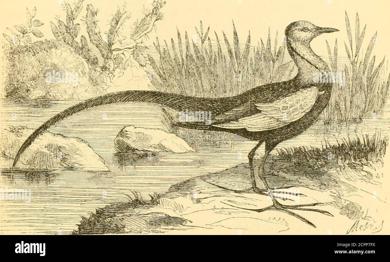 . Reptiles and birds : a popular account of the various orders; with a description of the habits and economy of the most interesting . Fig. 121.—Colhired Glareola (Hirunclo prantincula, Linti.). pointed, the tail forked. They live in flocks on the banks ofthe Danube, the Volga, and on the shores of the Black andCaspian Seas. They feed on worms, water-insects, and especiallylocusts, which they catch on the wing. The Jacanas or Parr.e are characterised by a straight and JACANAS. 329 middle-sized bill; legs armed witli pointed spurs; toes furnishedwith long and sharp-pointed claws, and a back toe Stock Photo