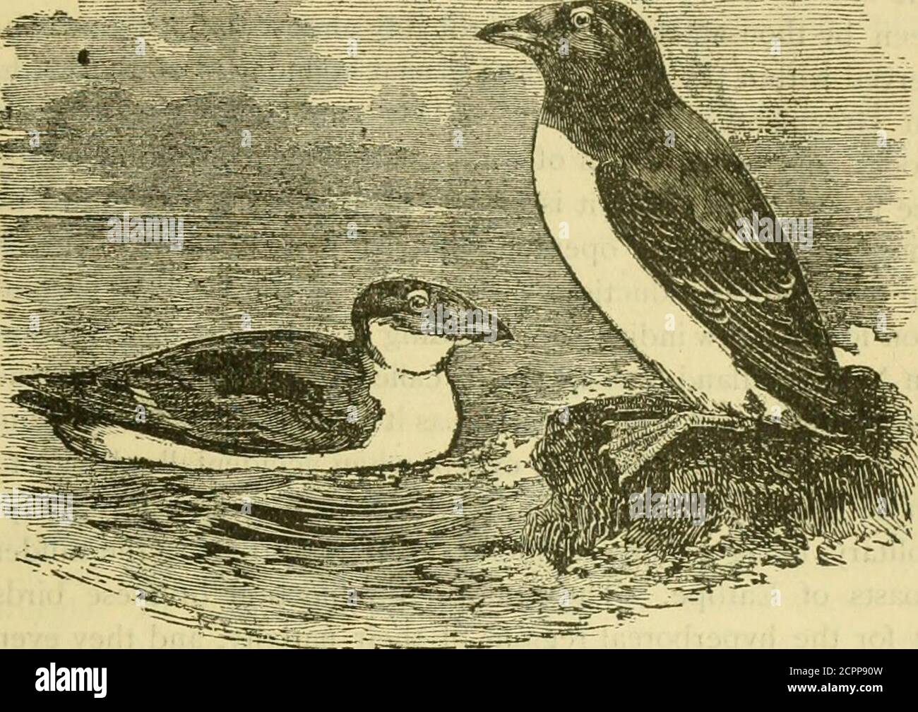. A popular handbook of the birds of the United States and Canada . bed. I will not pretend to be in full sympathy with all of the separatingthat has been attempted, nor of all that has been accepted. Therewill be, doubtless, a revision of the present system, — nay, manyrevisions; ornithology is in its infancy yet. I follow the Americanschool because an amateur writer must follow somebody,—wehave had too many unskilled hands tinkering with systematicwork. I follow the Americans also because I am doing Americanwork for American readers, and the use of the A. O. U. system ofclassification and no Stock Photo