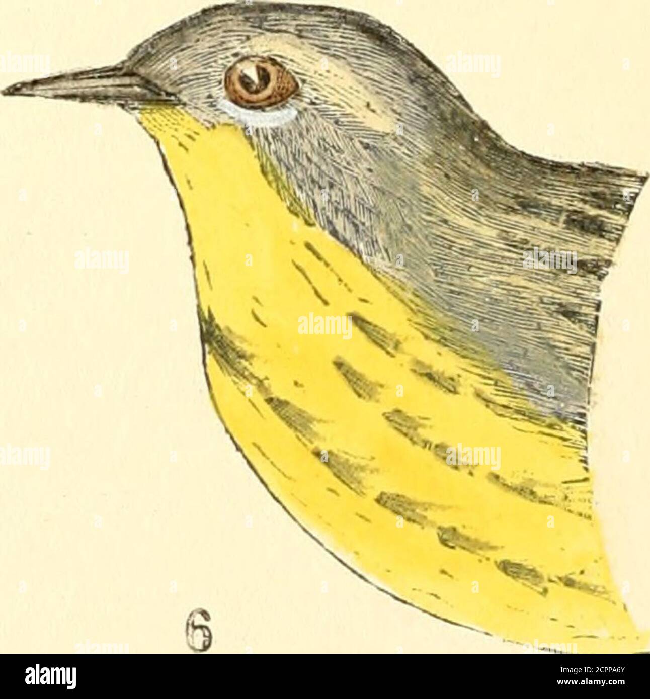 . The warblers of New England . J^sisvad aud liaud-eolor^S by C. J. llaynard. Yellow ruiiiped Warbler, 1, male, 2, female*Aul)ul)&lt;)iis • 3, 4, Black and Yellow 5* O, CAPE MAY AVARBLER. Nests which have been actually taken since that time.but elsewhere, were found in evergreen trees, but not farfrom the ground. Just what the breeding habits of the Cape May Warb-ler were in the coniferous forests about Lake Umbagog.where it was once so abundant as a summer visitor, wemay never know, for Mr. Brewster, who has visited thisregion constantly, tells me that he has not found this warb-ler anywhere Stock Photo