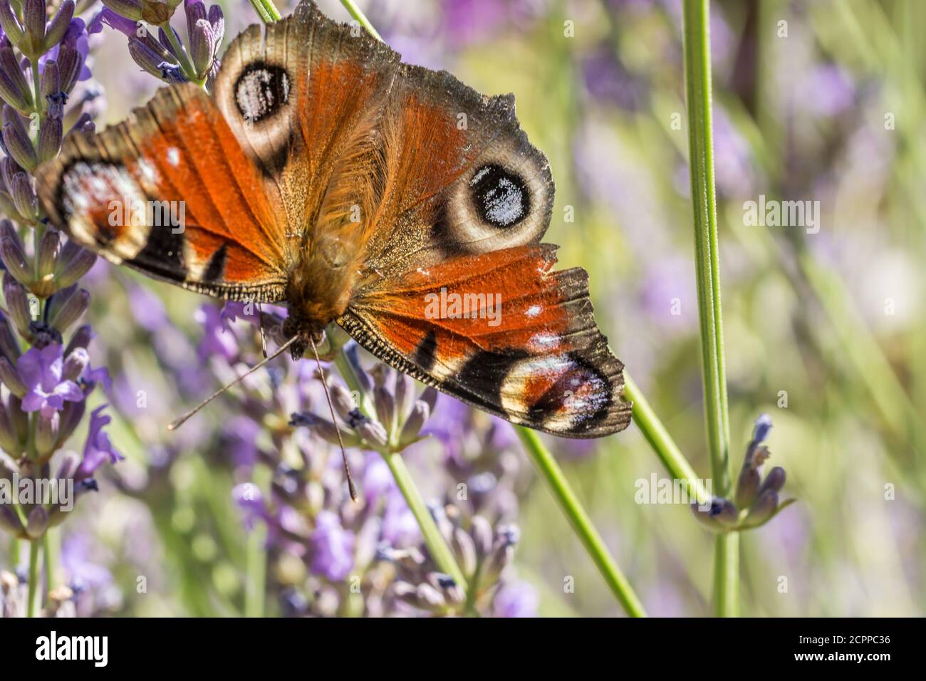 Closeup of the beautiful wings of the peacock's eye in lavender Stock Photo