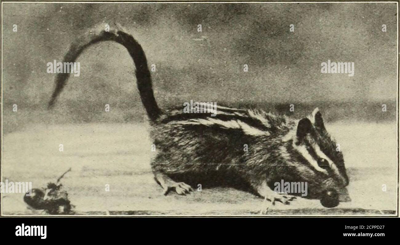 Tick spot fever hi-res stock photography and images - Alamy