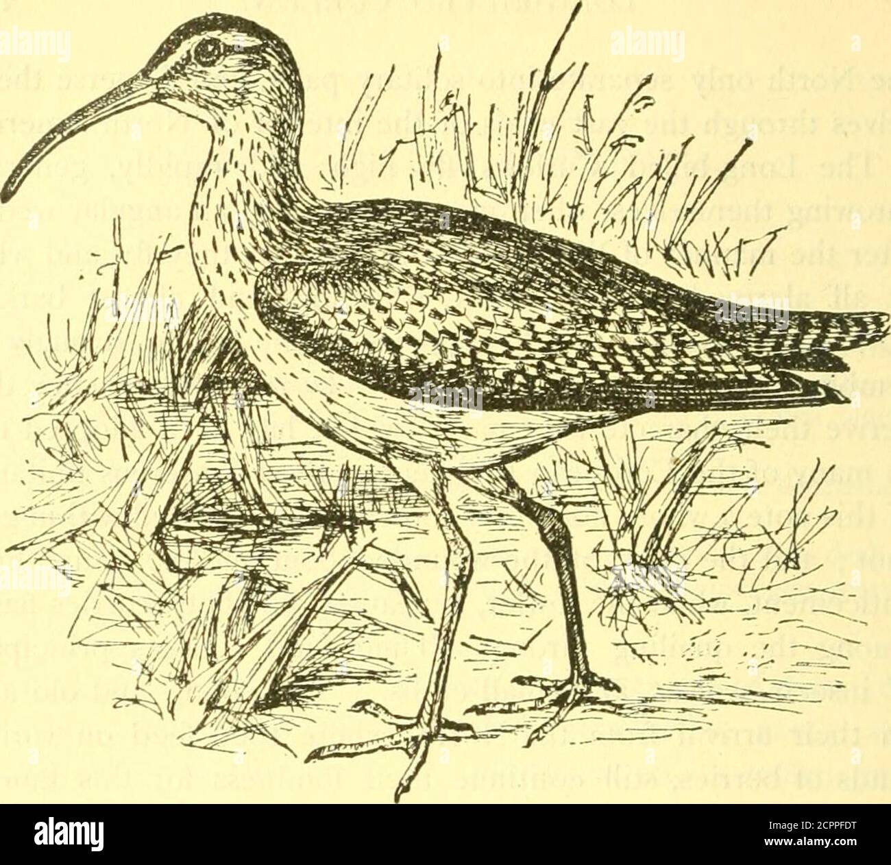 A popular handbook of the birds of the United States and Canada