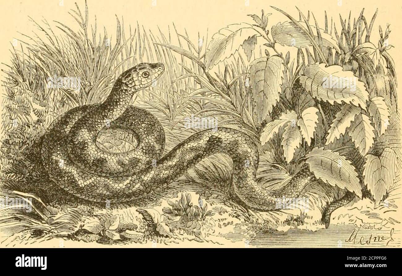 Reptiles and birds : a popular account of the various orders; with a  description of the habits and economy of the most interesting .  instancesare told of this Snake being tamed.