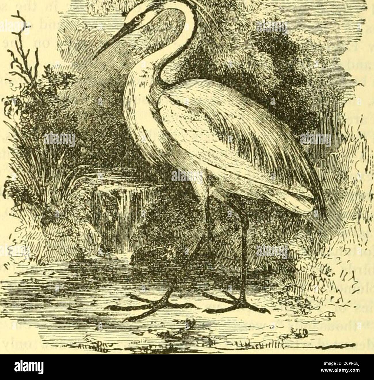 . A popular handbook of the birds of the United States and Canada . e. The birds are said to breed no farther north than Virginia andIllinois, though wandering beyond these latitudes after the youngbroods are independent of assistance. The food of this bird consists chiefly of small fish, frogs, lizards,and such ; but it refuses nothing eatable that comes within its reach,and is expert at catching mice and insects. Although shy when ina wild state, it is easily reconciled to captivity, says Dr. Brewer;and its elegant plumage and graceful carriage combine to make itan attractive ornament to cou Stock Photo