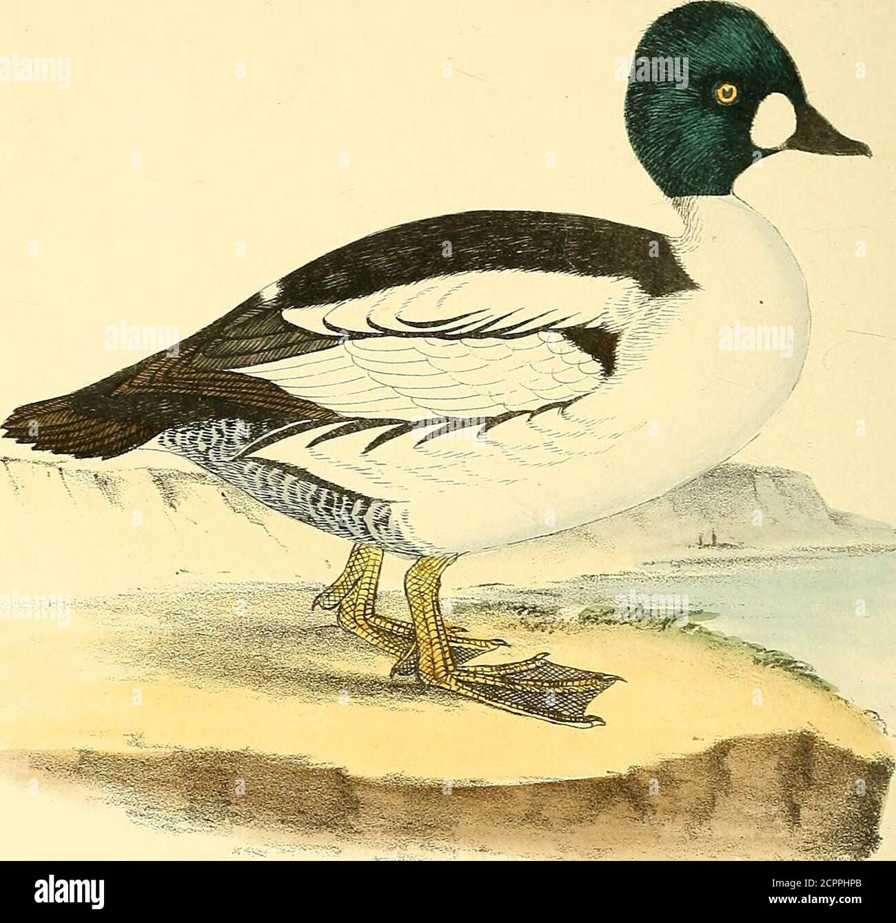 . Coloured illustrations of British birds, and their eggs . rown, as also the wing-coverts ; the quills and two longtail-feathers are dusky; the speculum yellowish-brown, witha lighter edge ; the scapulars and tertials white ; the sides,belly, vent, and outer tail-feathers white ; the sides tingedwith ash-colour; the beak is dusky black at the base andnail; the greater part of the upper mandible orange; theeye kingVyellow; legs and feet greenish ash; the websblack. The adult female has a black beak, with an orange-yellowband on the upper mandible ; legs and feet grey, with darkerwebs and joint Stock Photo