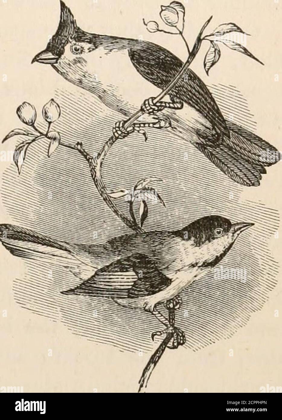 . Ornithology and oy of New England: containing full descriptions of the birds of New England, and adjoining states and provinces .. . very gently andslightly convex; tarsus but little longer than middle toe; crown and throat gener-ally black. PARUS AimCkVlLLUS. — Linrumis. The Black-cap Titmouse; Chick-a-dee. Parus atricajyiUus, Linnaeus. Syst. Nat, I. (1766) 341. Wilson, Am. Cm., L(1808) 134. Aud. Cm. Biog., IV. (1838).Paruspalustns, Nuttall. Man., I. (1832) 79. Description. Second quill as long as the secondaries; tail very slightly rounded, lateralfeathers about ten one-hundredths shorter Stock Photo