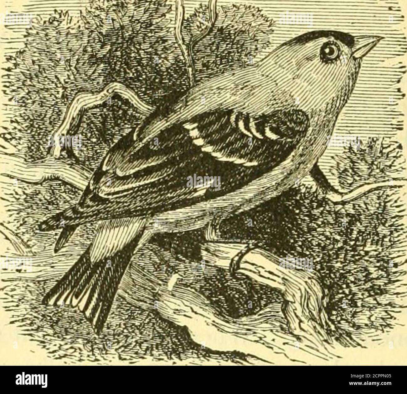 Connecticut Birds Hi Res Stock Photography And Images Page 5 Alamy Connecticut Birds Hi Res Stock Photography And Images Page 5 Alamy