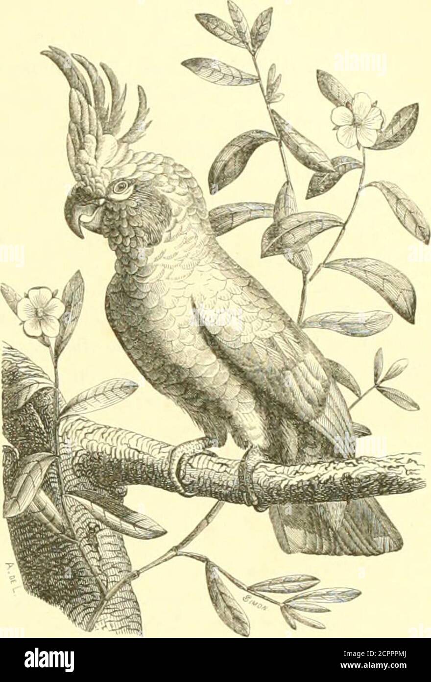 . Histoire naturelle des oiseaux : suivant a classification de Isidore Geoffroy-Saint-Hilaire ; avec l'indication de leurs moeurs et de leurs rapports avec les arts, le commerce et l'agriculture . f-V; y ////Vf //f/. / r/, A. &gt; f///f /7 )• MIM,K DKS PSITT VCIDKS. I().&gt; i[l ;irr(iiiili( ■iiliiTiTiiilit i-;ir,lii. ciii-iMiiV, un |U (ciiaiiciri- au IkiuI : les narinepar les plumes du front ; les ailes sont aiguës ;la ipieue est courte, earri^e, égale; les tarsescoiuts et réticulés. Les Kakatoès sont des IMnM|uits des Indoet de lAustralie ; le fond de leur plumage estblanc, quelijuefois r Stock Photo