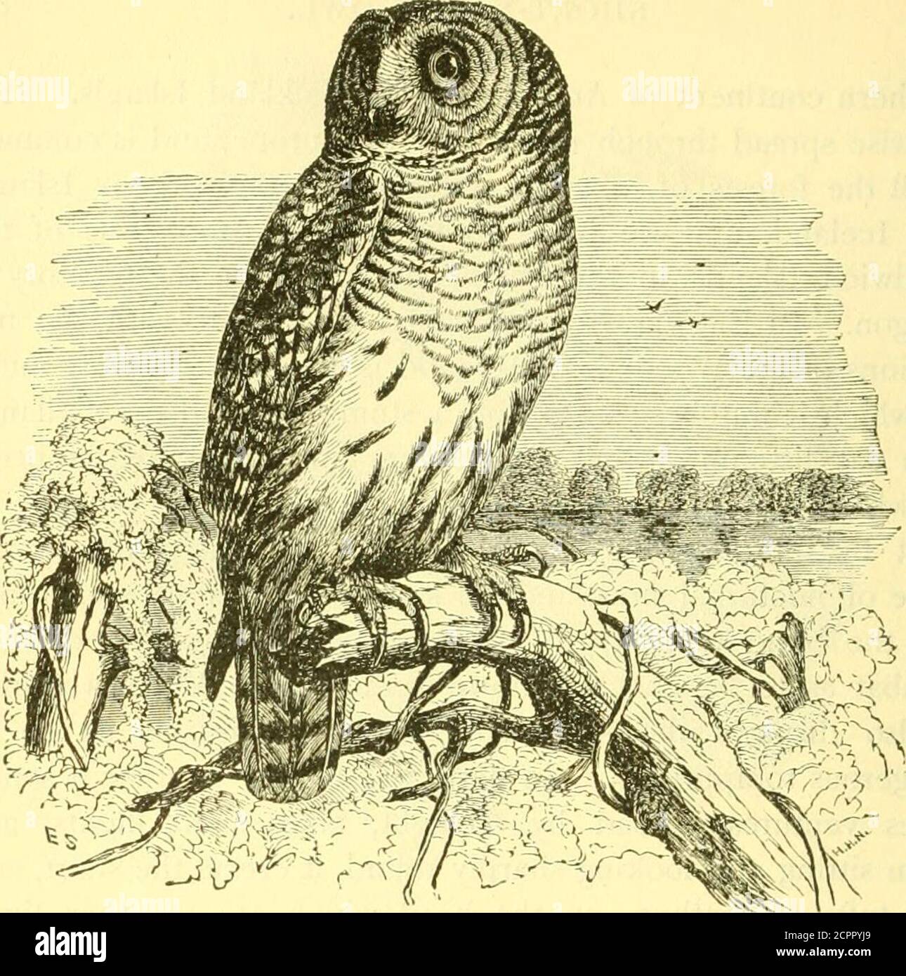 . A popular handbook of the birds of the United States and Canada . le. Like all other migrating birds, roving indif-ferently over the country in quest of food alone, these Owlshave sometimes been seen in considerable numbers together;Bewick even remarks that 28 of them had been counted atonce in a turnip-field in England. They are also numerous inHolland in the months of September and October, and in allcountries are serviceable for the destruction they make amonghouse and field mice, their principal food. Although theyusually breed in high ground, they have also been observed inEurope to nes Stock Photo