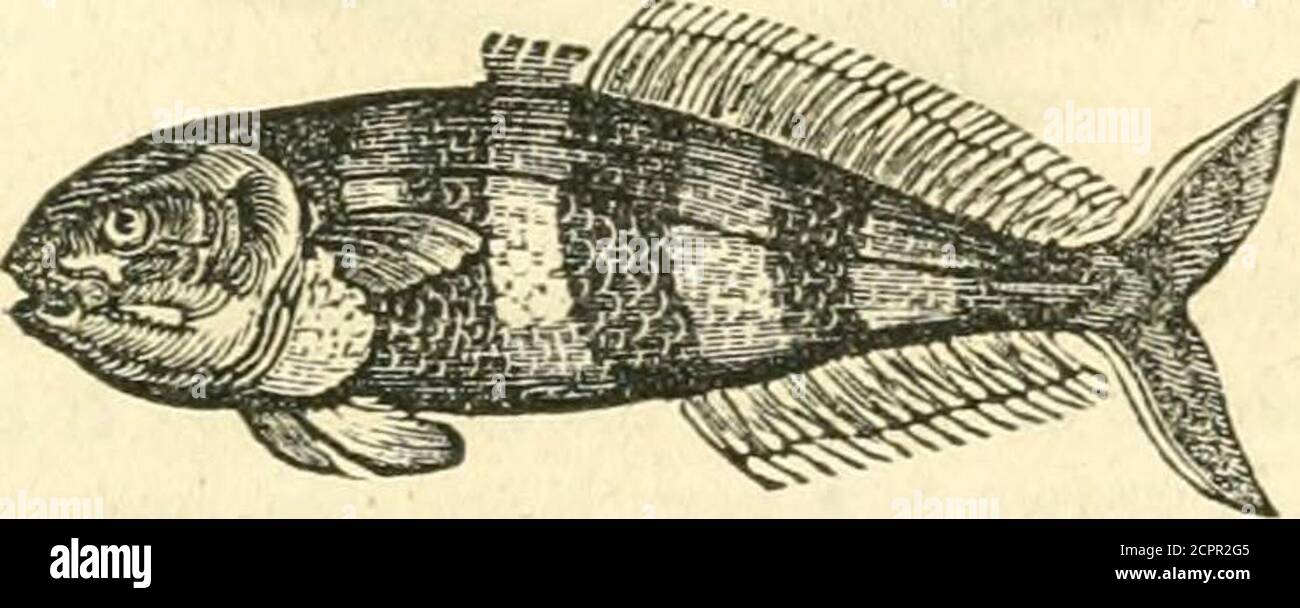 . The naturalist's library : containing scientific and popular descriptions of man, quadrupeds, birds, fishes, reptiles and insects . rsal fins withthe posterior part divided into spurious fins ; the second dorsal, distant from the first. PISCES—TUNNY...PILOT FISH. 749 employ in the whole, a capital of nearly two hundred thousand pounds. Themackerel fishery on the coast of New England is very productive. It iacarried on in small schooners of twenty or thirty tons. THE TUNN Yi Retains not only the character, but the habits of the mackerel. They resortin vast shoals to the Mediterranean, at cert Stock Photo