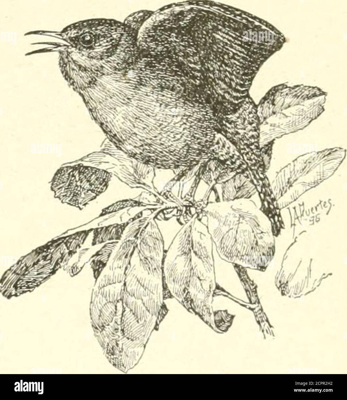 Wild animals of Glacier National Park. The mammals, with notes on  physiography and life zones .  pacifciis.—Along the Gun- ^-  so-westem house wren,sight Trail we heard the tinkling song of