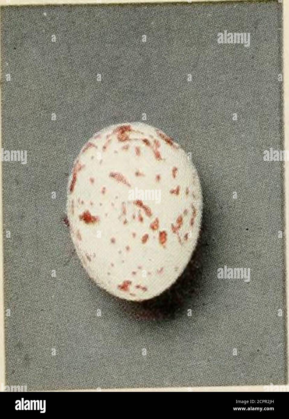 . Oologia neerlandica : eggs of birds breeding in the Netherlands . Parus palustris longirostris Kleinschm.Parus atricapillus rhenanus Kleinschm. Fam. PARIDAE.. Stock Photo