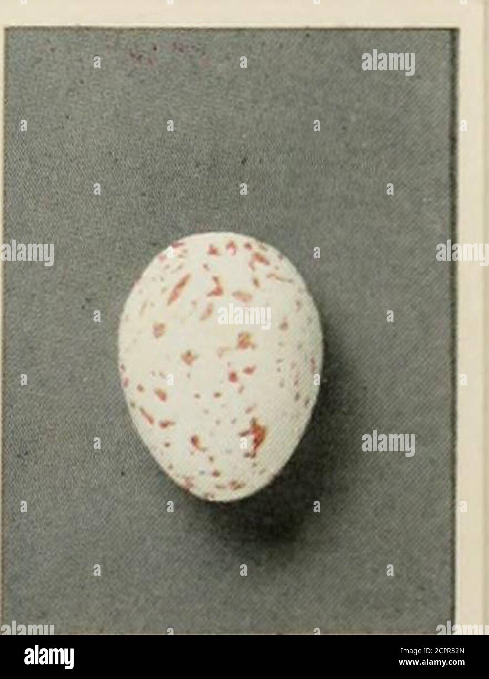 . Oologia neerlandica : eggs of birds breeding in the Netherlands . Parus palustris longirostris Kleinschm.Parus atricapillus rhenanus Kleinschm. Fam. PARIDAE. Stock Photo
