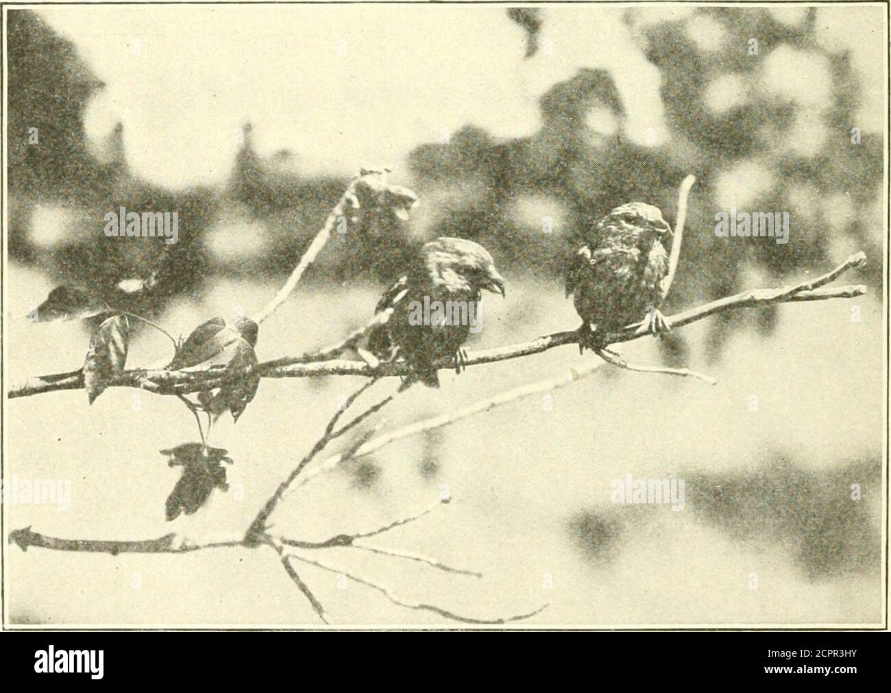 . Wild animals of Glacier National Park. The mammals, with notes on physiography and life zones . From Handbook of Western Birds. Fig. 75.—Cassin purpli finch.. Copyright by 11. & E. Pittumu. Fig. 70.—Crossbills. BIRDS. 173 18 ill the wooded basin below the chalet at Graiiile Park goingaround from tree top to tree top in search of the cones whose seedstheir sharply pointed crossed bills enable them to extract with dex-terity. The metallic kmip /&gt;im^) of the crossbills was heard in anumber of places—Many (xlaciers, Going-to-the-Sun Camp, Black-feet Glacier Amphitheater, Waterton Lake, Reynol Stock Photo