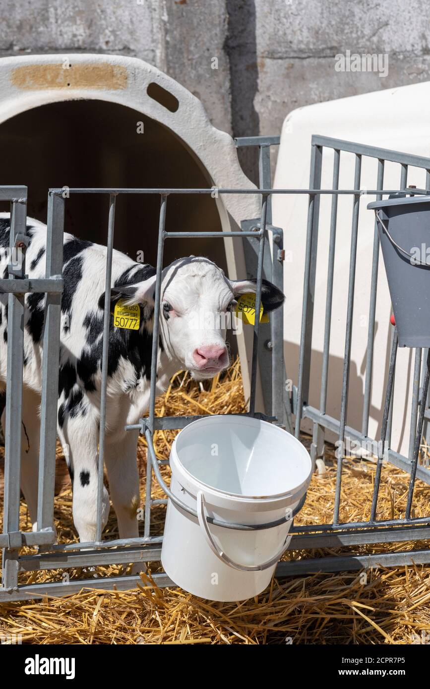 Bucket calf hires stock photography and images Alamy