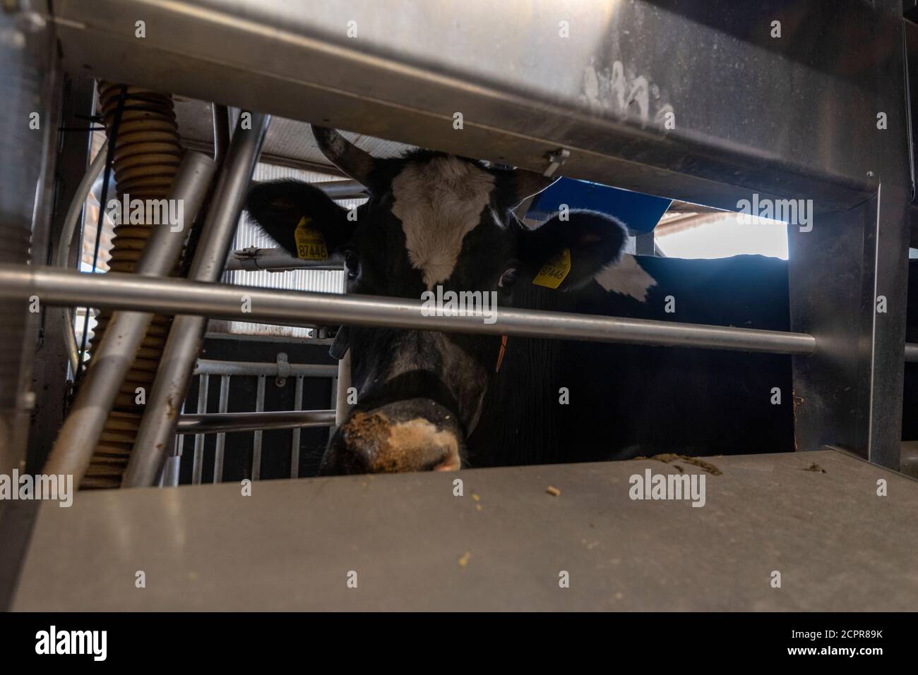 Germany, Saxony-Anhalt, Hamersleben, domestic cattle (Bos primigenius taurus), cow in the milking parlor Stock Photo