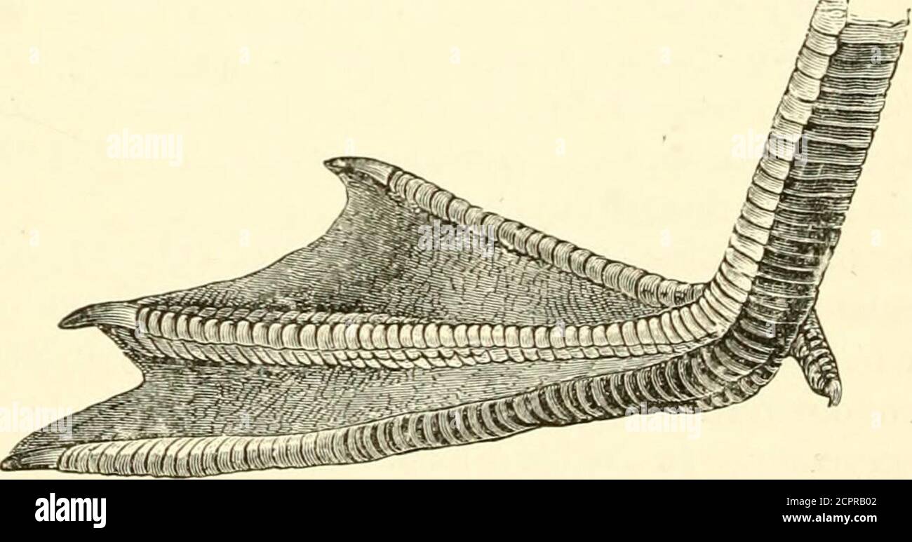 . An illustrated manual of British birds . stinctions between the ...