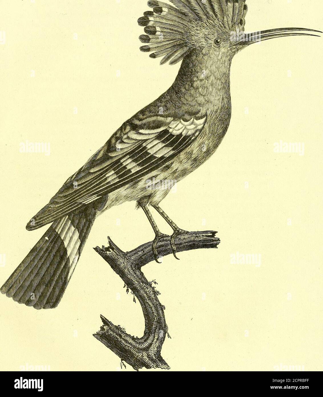 . Oiseaux dorés ou à reflets métalliques Stock Photo Alamy