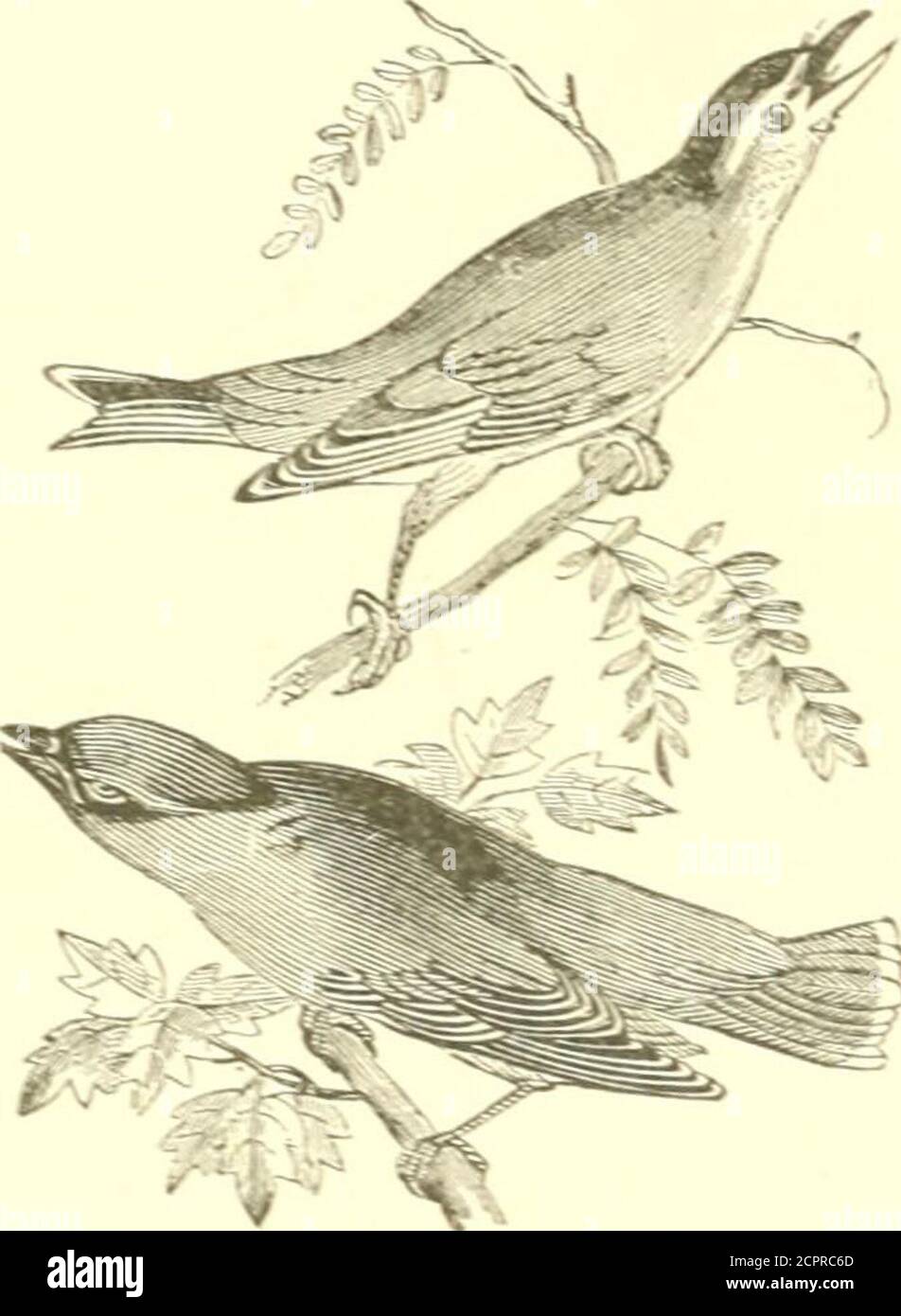 . Our northern and eastern birds : containing descriptions of the birds ...