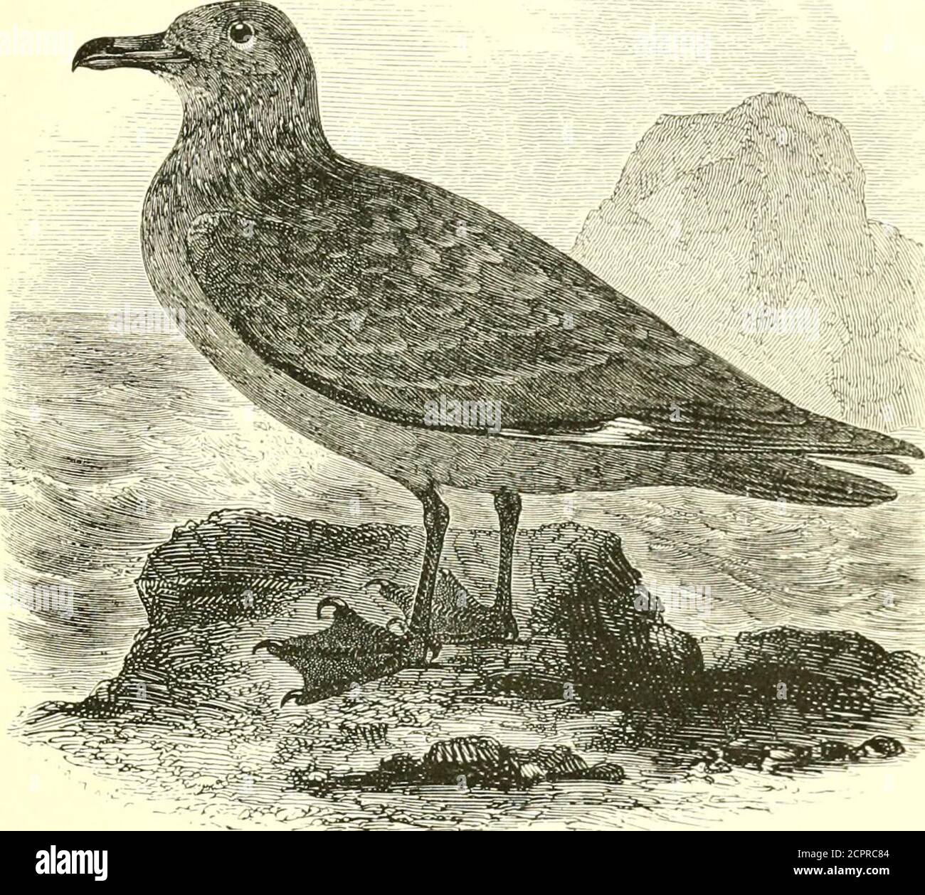 R tern hi-res stock photography and images - Page 4 - Alamy