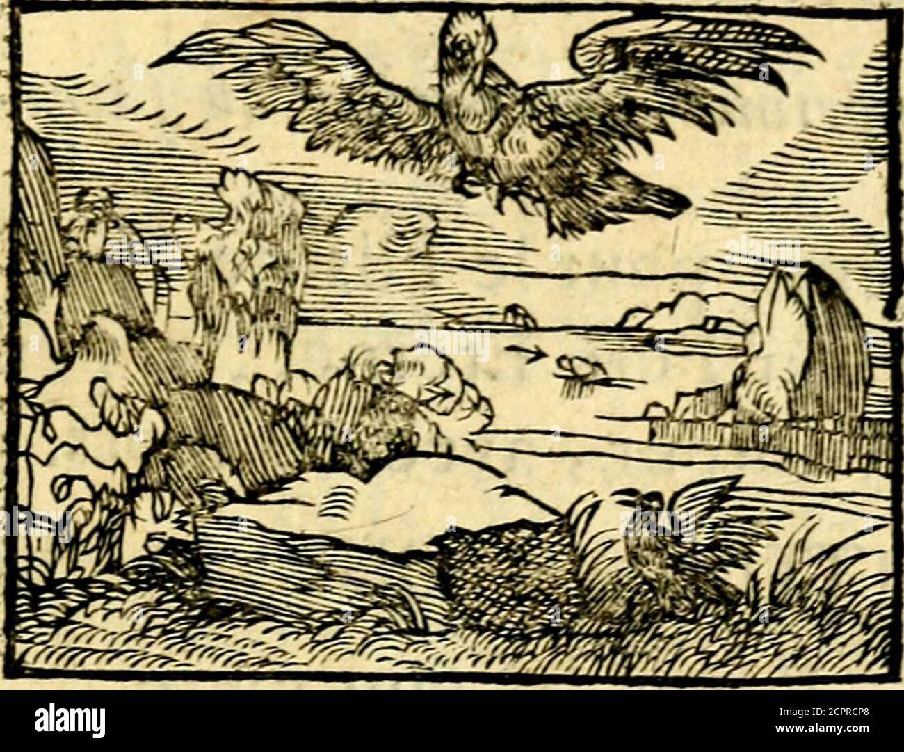 . La philosophie des images : composée d'un ample recueil de devises, & du jugement de tous les ouvrages qui ont êté faits sur cette matiere . LES VAUTOURS.. On a crû que les vautours concevoicntfans aucun accouplement. Cette penséea donné lieu à quelques Devifes, pourreprefenter la virginité féconde de Nô-tre-Dame, qui conceut le Verbe Divinpar la feule opération du S. Efprir. Vnvautour qui conçoit au vent de Midy. CJELO SPIRANTE MARITOR.Le Ciel me rend féconde. Pour la maternité dt^ine de la faïnte Vierge, I. Arefi a peint le même corps, avec cesmots.VIRGO CONCIPIET.Et Vierge elle conçoit. 5 Stock Photo