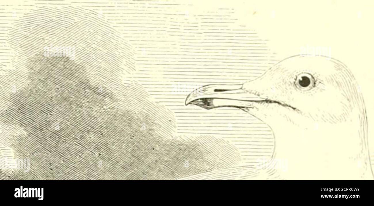 . An illustrated manual of British birds . only ito be laid ; their colour is stone-buff, boldly blotched with dark greyand umber: average measurements 3 by 2i in. Nothing in theway of animal food comes amiss to this predacious species, whetherit be sickly or injured ewes, weakly lambs, young or wounded water-fowl and game, eggs, or carrion. The majestic flight, large size, andloud querulous note of this species render it easy of recognition onthe wing. In the adult the outer primary has a large white tip, though inyounger birds this mirror is crossed by a narrow black bar—as itis in all examp Stock Photo
