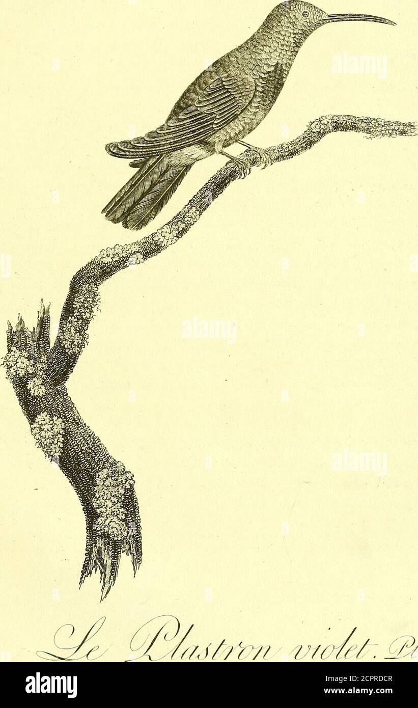 . Oiseaux dorés ou à reflets métalliques . le ventre. Dans celuici