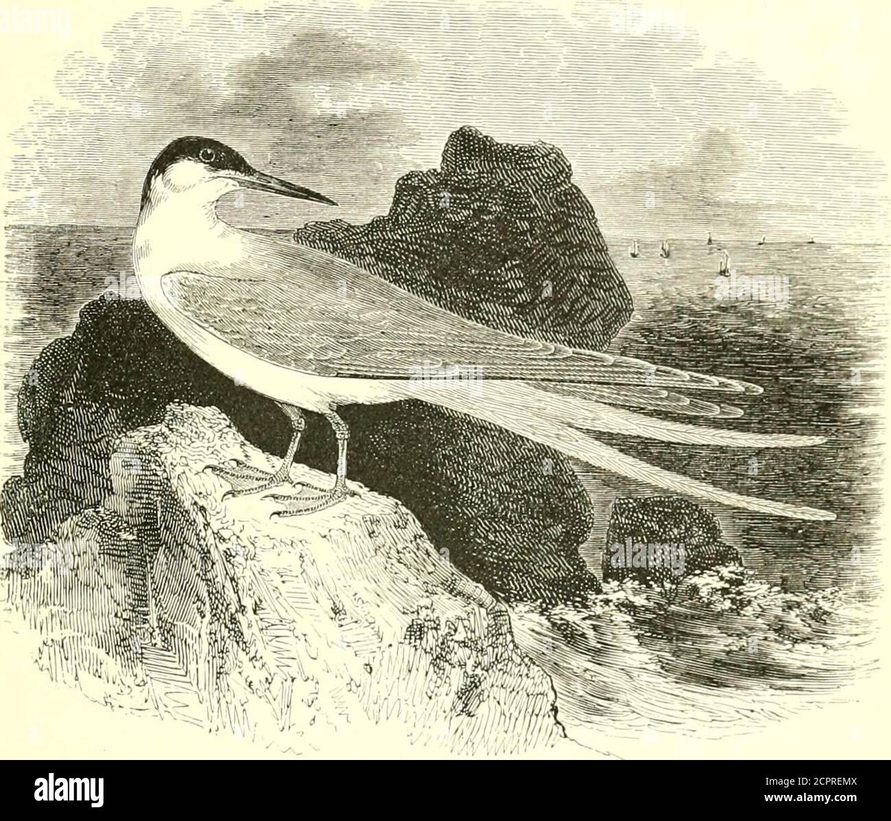 . An illustrated manual of British birds . r-fish forming the principal supply. Its flight isstrong and rapid, the bird making a great advance at each stroke ofthe pinions; and, except when engaged in incubation, it is usuallyon the wing, uttering at intervals a hoarse and grating cry, kirhitt,kirhift, audible at a long distance. The adult in summer has the bill chiefly black, yellow at the tip ;forehead, crown and elongated nuchal feathers black; mantle pearl-grey ; quills rather darker on the portion of the web next to thewhite shaft, but pure white on the greater part of the inner webdown t Stock Photo