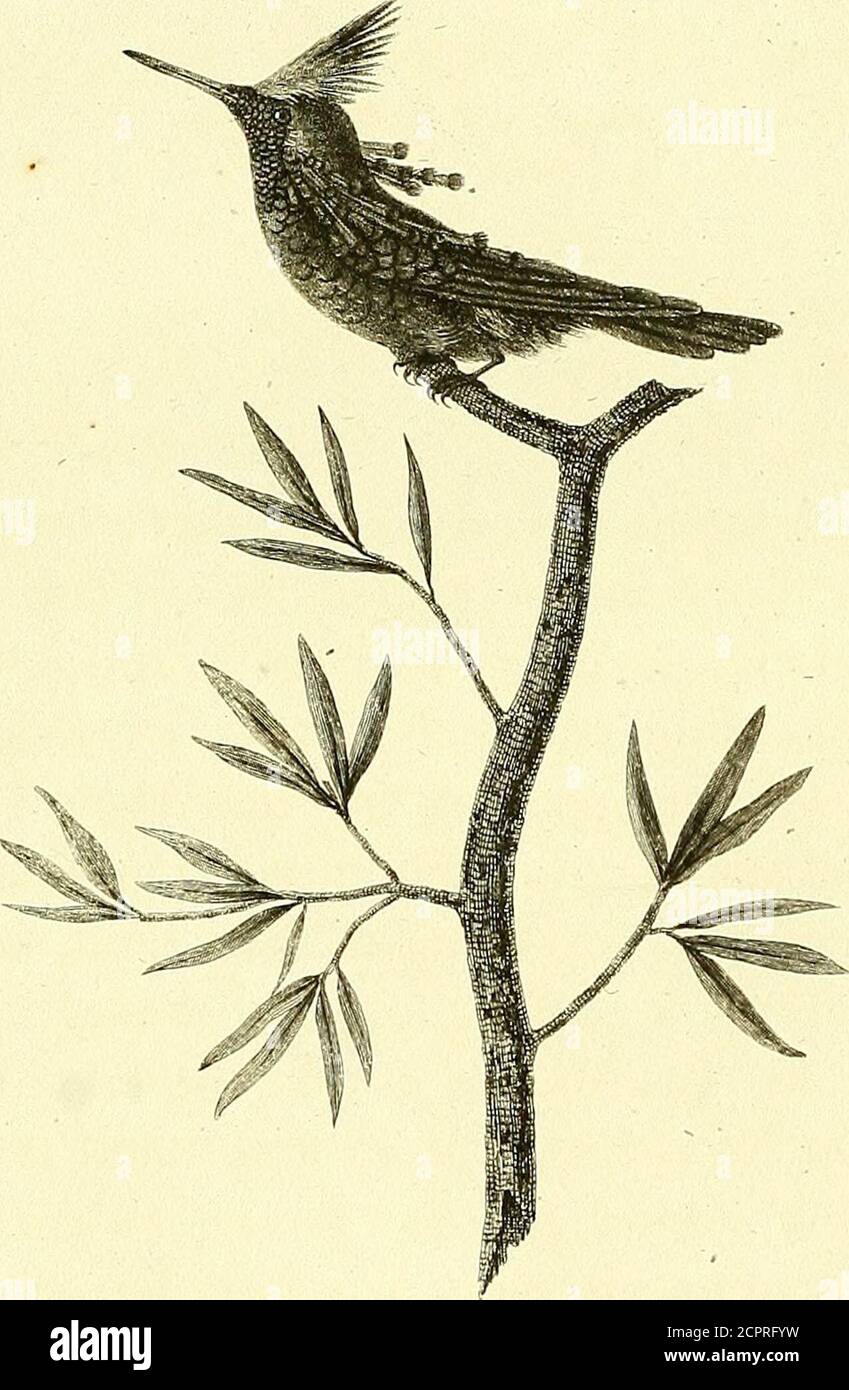 Oiseaux Dores Ou A Reflets Metalliques Mma Mme Me Emd E C L U J Stock Photo Alamy