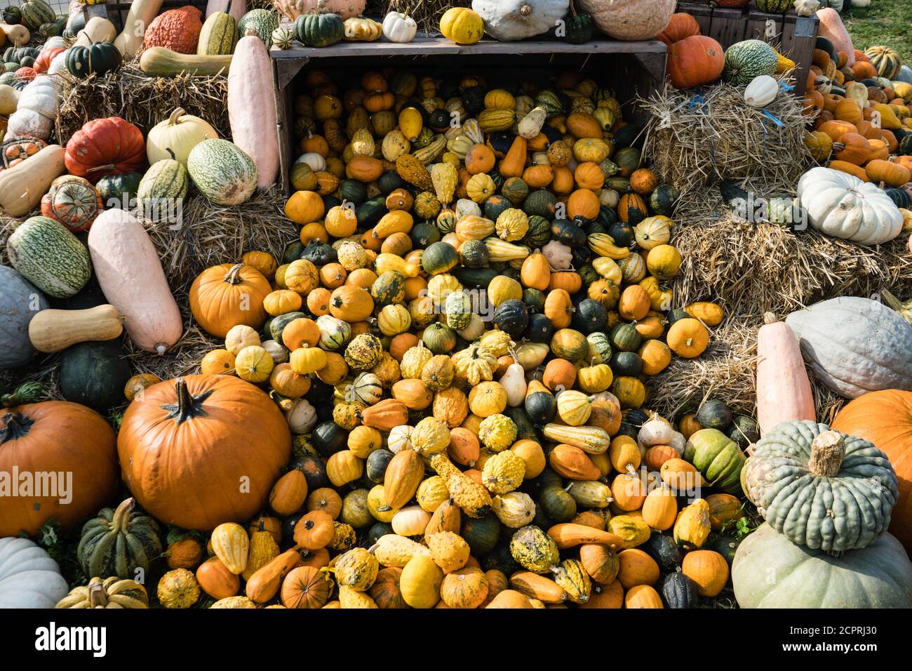 Pumpkins on a Farmers Market Stock Photo - Alamy