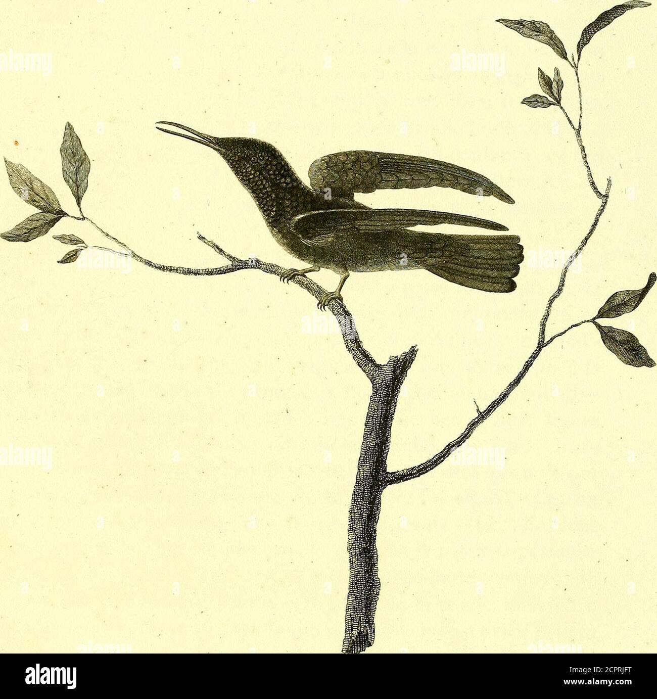 . Oiseaux dorés ou à reflets métalliques . e. Buff. Ois. CjET Oiseau