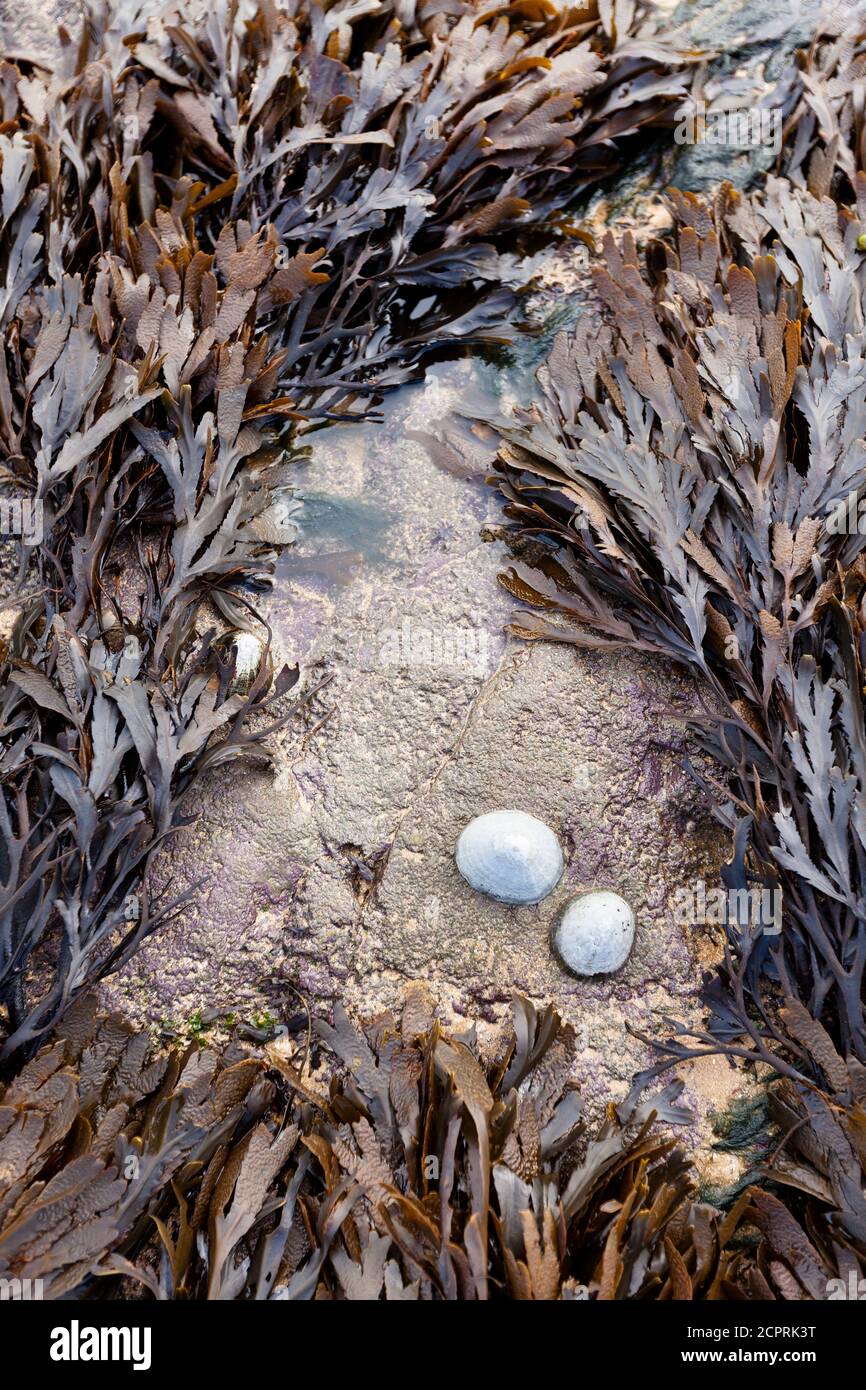 Bladder algae and shells on the beach at low tide, Omaha Beach, Calvados Region, Normandy, France Stock Photo