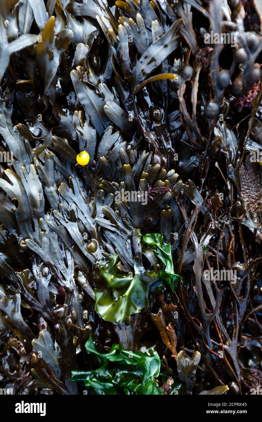 Bubble algae on the beach at low tide with yellow snail, Omaha Beach, Calvados Region, Normandy, France Stock Photo
