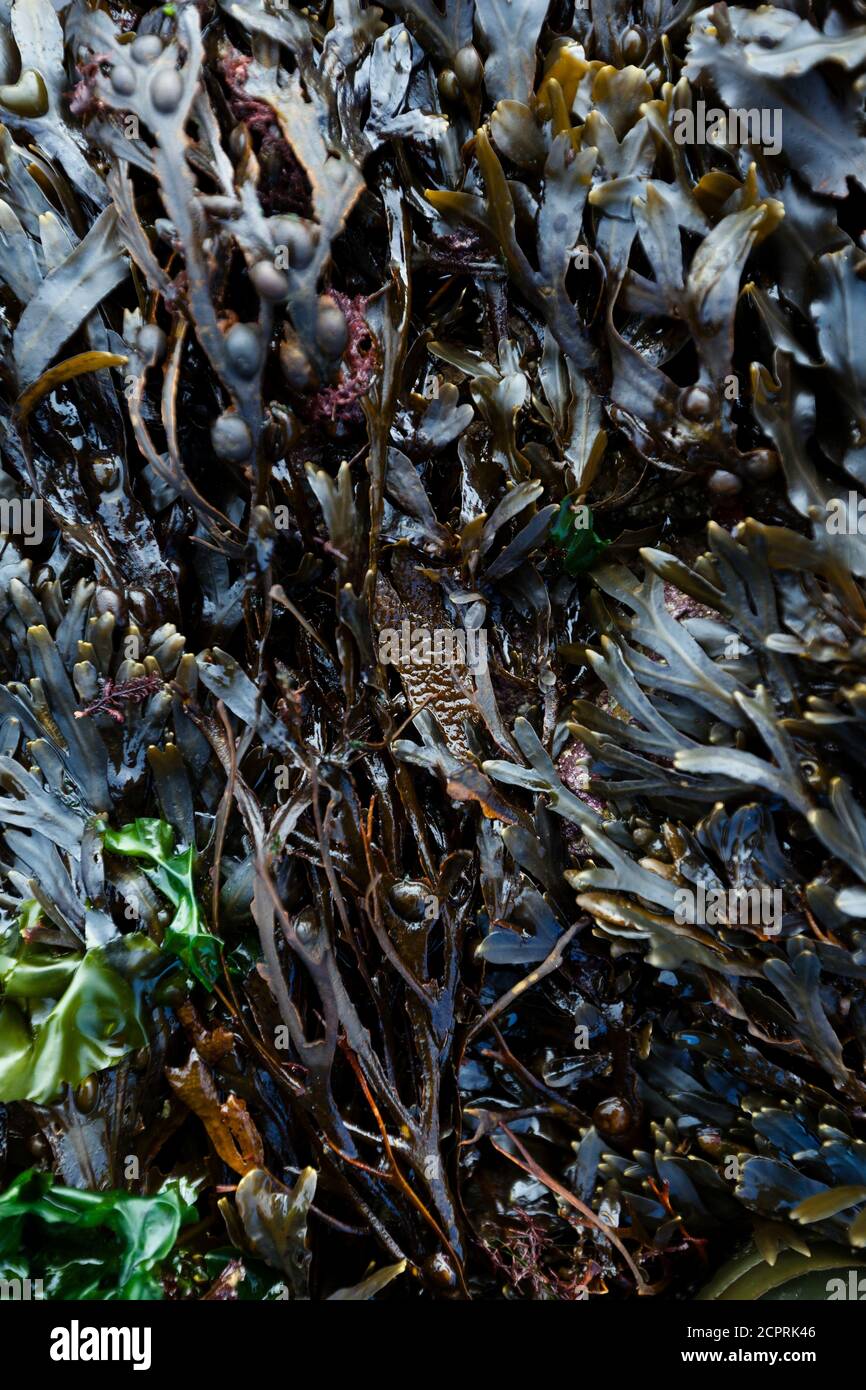 Bladder algae on the beach at low tide, Omaha Beach, Calvados Region, Normandy, France Stock Photo