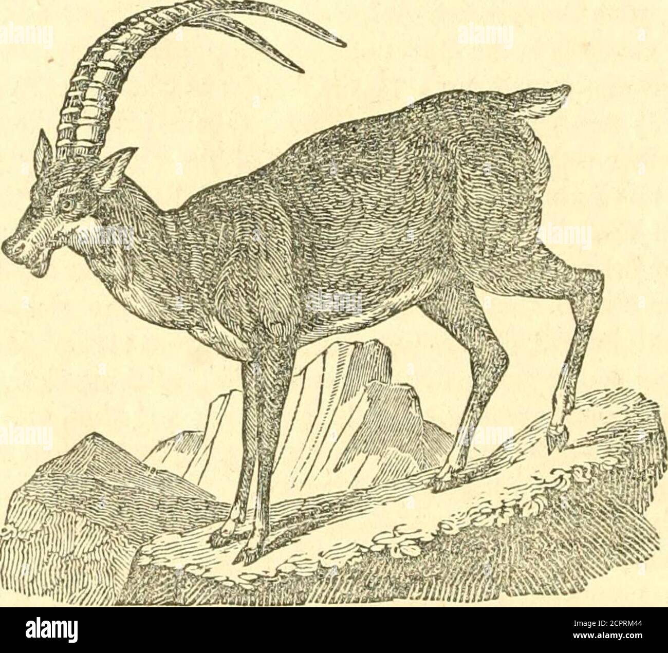 . The naturalist's library : containing scientific and popular descriptions of man, quadrupeds, birds, fishes, reptiles and insects . uinal pores ; ears pointed ; legs robust; tail short jchin bearded. 368 MAMMALIA —IBEX. two sliglit differences, the one externally, and the other internally. Thehorns of the ibex are longer than those of the he-goat; they have two longi-tudinal ridges, those of the goat have but one. They have also thick knots,or transverse tubercles, which mark the number of years of their growth;while those of the goats are only marked with transverse strokes. Theibex runs as Stock Photo