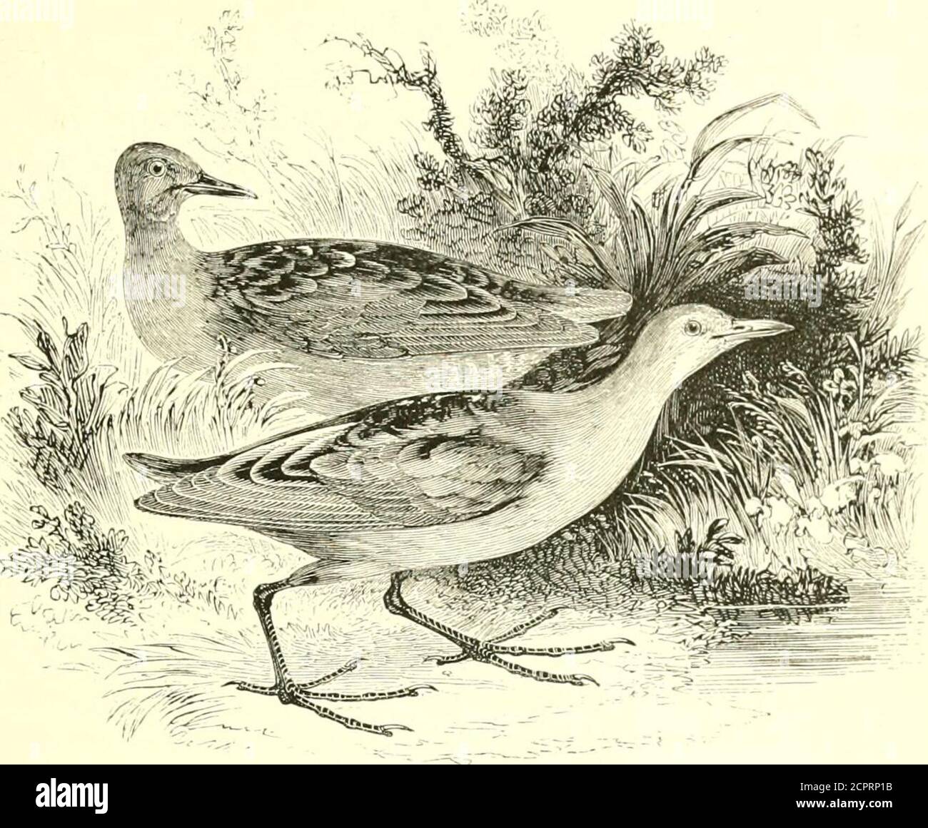 . An illustrated manual of British birds . e base ;eye-stripes, face and throat dull grey; crown dark brown ; upperparts generally olive-brown with darker streaks, and minute spots ofwhite, thickest on the neck, and again on the tail-coverts ; breastbrown, spotted with white ; belly dull grey ; flanks barred brownand white ; legs and feet yellowish-green. Length 9 in. ; wing 4*5in. The female is slightly smaller and duller in colour. In theyoung bird the throat is white, and the spots are less pronounced, A specimen of the Carolina Crake, P. Carolina, shot near New-bury, Berks, was exhibited a Stock Photo