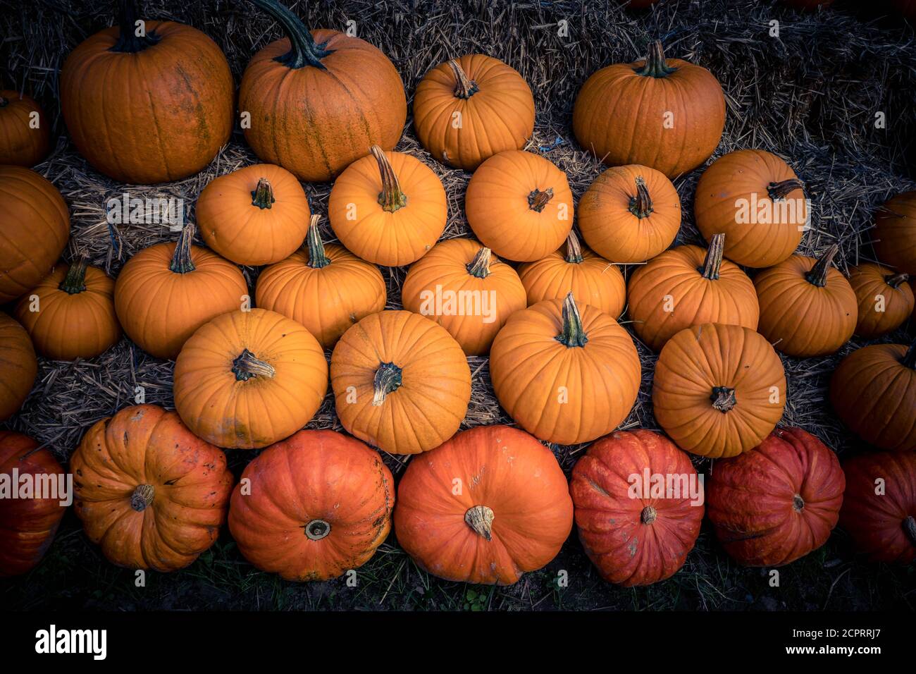 Pumpkins on a Farmers Market Stock Photo - Alamy