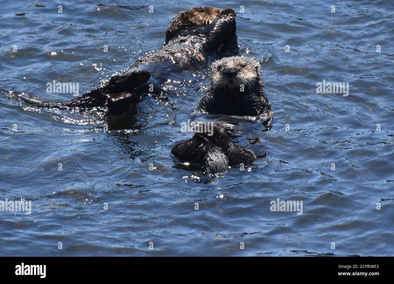 Adorable pair of playful sea otters in Morro Bay Stock Photo - Alamy