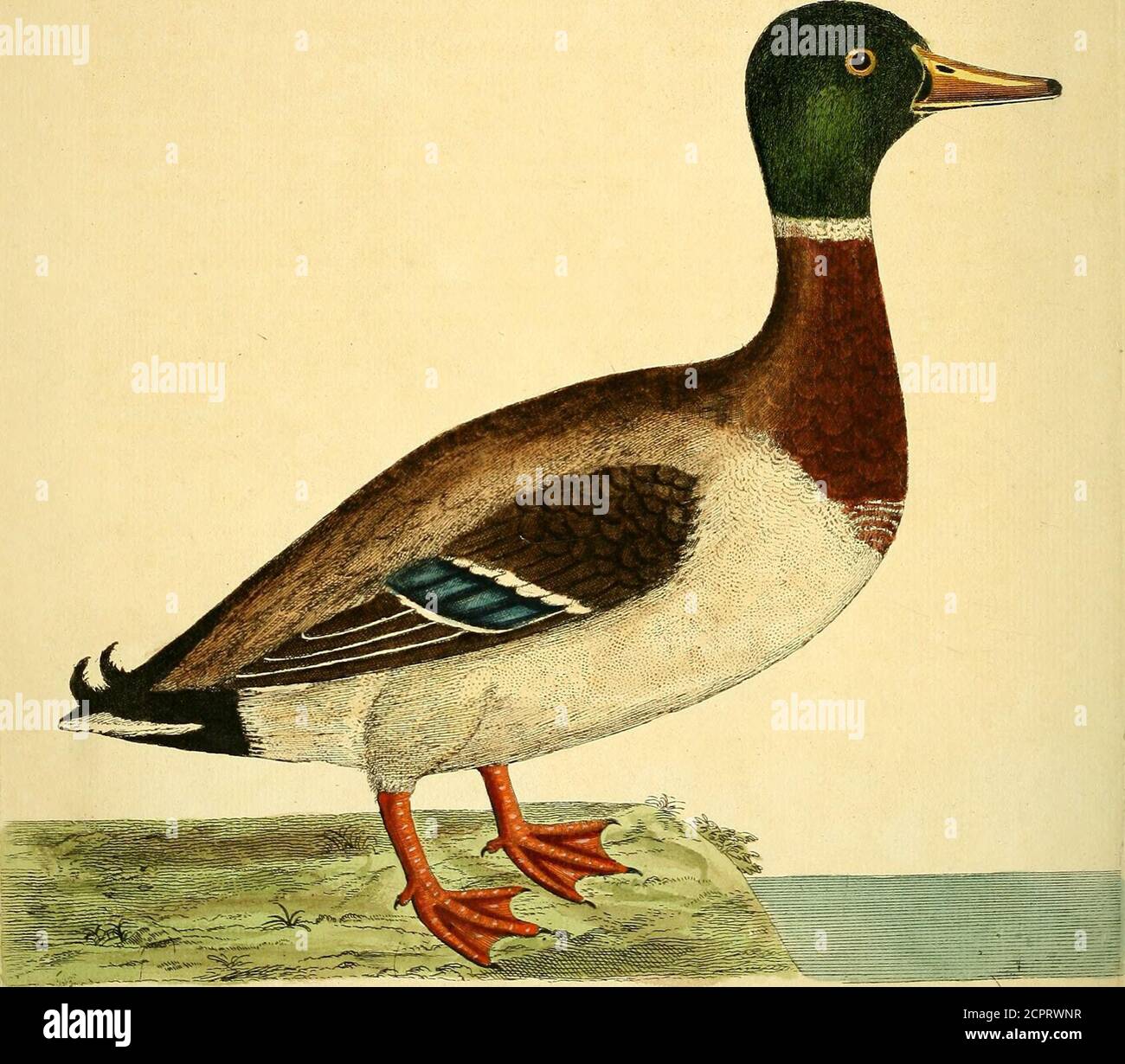 . A natural history of birds : illustrated with a hundred and one copper plates, curiously engraven from the life . ^-^/laj jfij^/r//a/^i/. ?y?e 7/^//^^,^{77z ^77 ///ie/i>-er /bO. 2ic^/tuu -Ma/OT TAc .7/^a^^^^d The wild MaUard. Bofchas major. Numb. C, JTS Weight was two Pound four Ounces; Length, from the Tip of the Bill to theEnd of the Tail, twenty five Inches and a half; Breadth, when the Wings wereextended, was thirty four Inches; the Bill is of a greenifla yellow, from the Tip tothe Angles of the Mouth, two Inches and a half; Breadth one Inch, not very flat;the upper Mandible hath at t Stock Photo