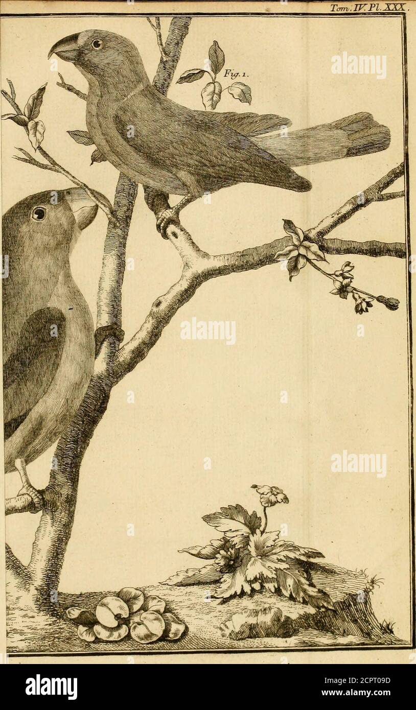 Ornithologie Ou Methode Contenant La Division Des Oiseaux En Ordres Sections Genres Especes Leurs Varietes