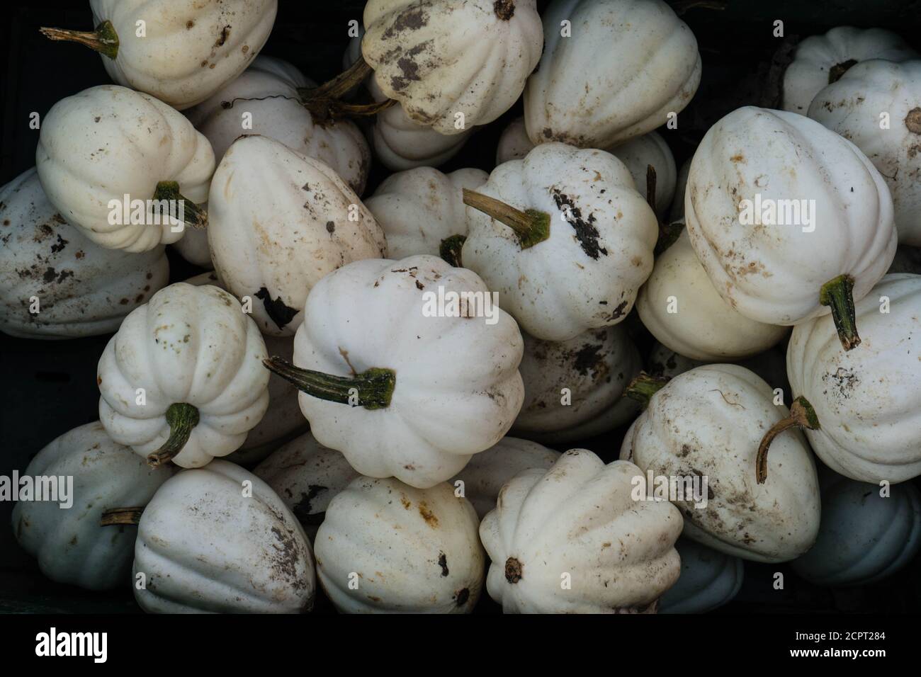 Pumpkins on a Farmers Market Stock Photo - Alamy