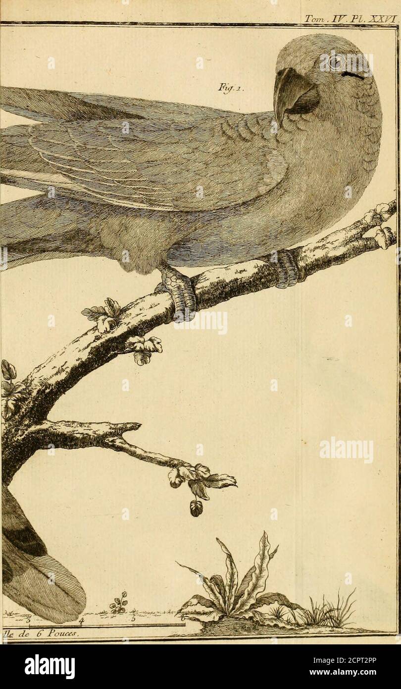 Crav High Resolution Stock Photography And Images Alamy