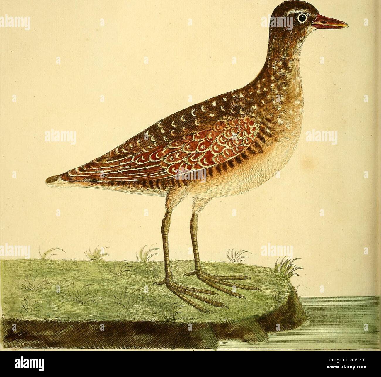 A natural history of birds : illustrated with a hundred and one copper plates, curiously engraven from the life . {r,/////i///,f r/f//^UJ. /u>/(/r r/^-f/a . tIAeMo7-r -Ar/i yj. ^77ic JmaA/ffu^terJ^Lc/i Pe^w/zuj A natural history of birds : illustrated with a hundred and one copper plates, curiously engraven from the life . {r,/////i///,f r/f//^UJ. /u>/(/r r/^-f/a . tIAeMo7-r -Ar/i yj. ^77ic JmaA/ffu^terJ^Lc/i Pe^w/zuj