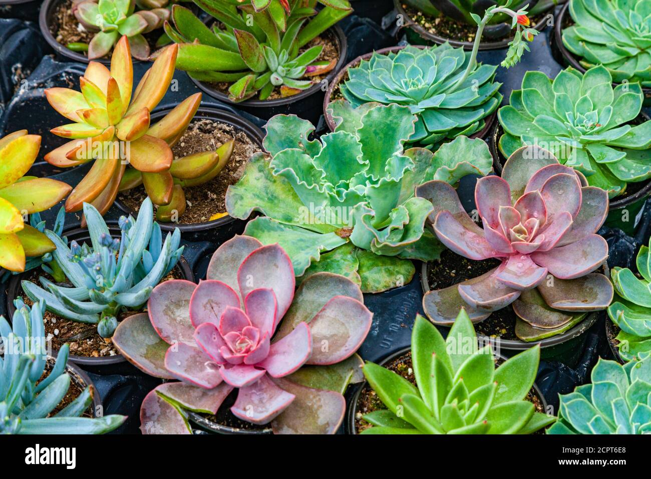 Variety of succulents for sale in a garden centre in Steveston Village British Columbia Canada Stock Photo