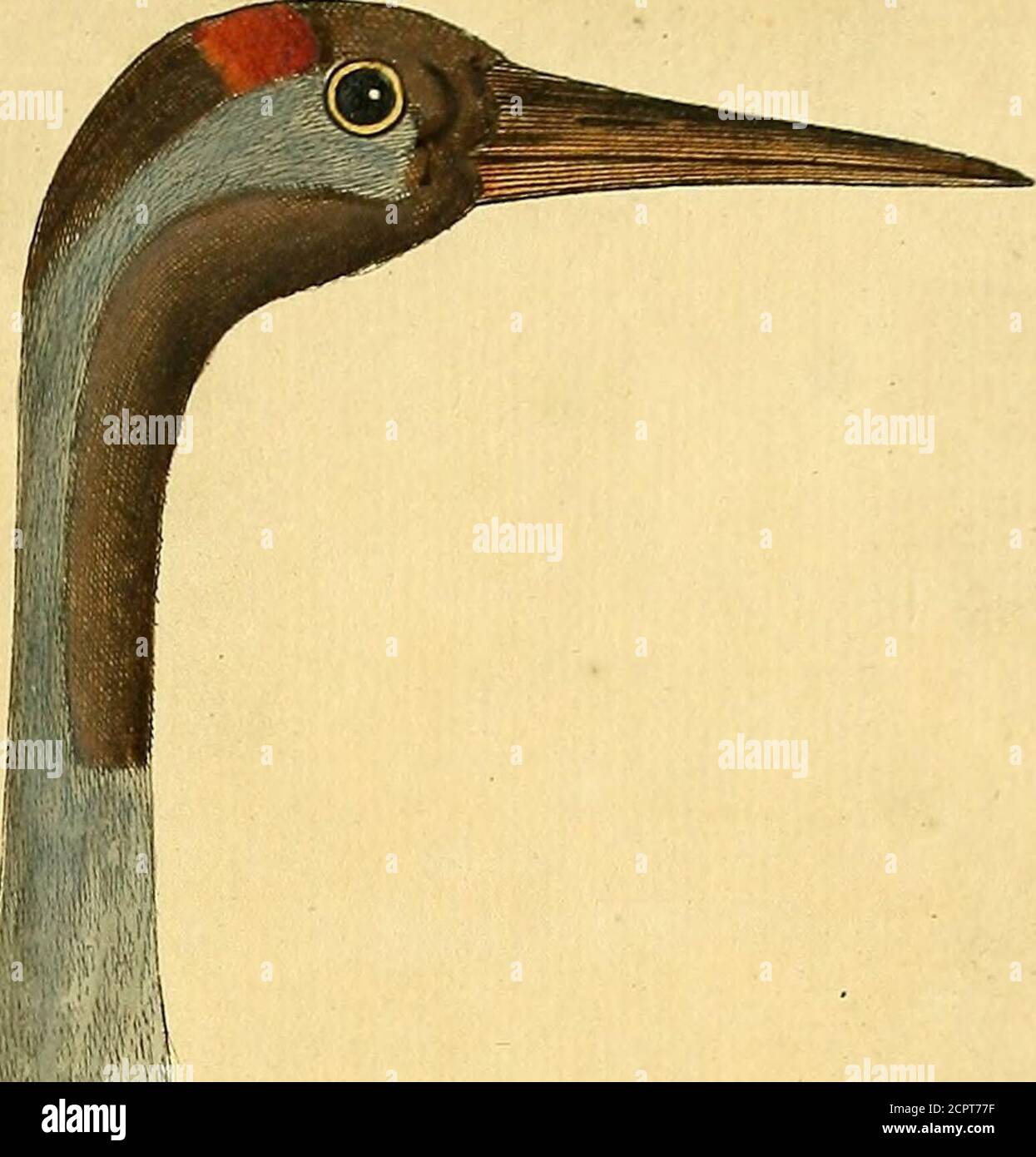 . A natural history of birds : illustrated with a hundred and one copper plates, curiously engraven from the life . e. That which is moft rare, and efpecially remarkable in this Bird, isthe conformation of the Windpipe; for entring far into the Breaft-bonewhich hath a great Cavity within to receive it, being there thrice re-.fleded goes out again at the fame Hole and fo turns down to the Lungs. The blind Guts are five Inches long: the Stomach or Gizzard muf-culous as in granivorous Birds; the Flefli is very favory and well-tafted,not to fay delicate. They often come to us in E7igla7id^ efpecia Stock Photo